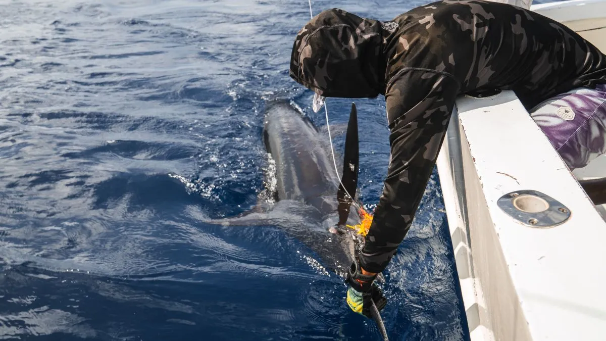 Pesca de marlin en Costa Rica: temporada, especies y dónde capturarlo (2026)