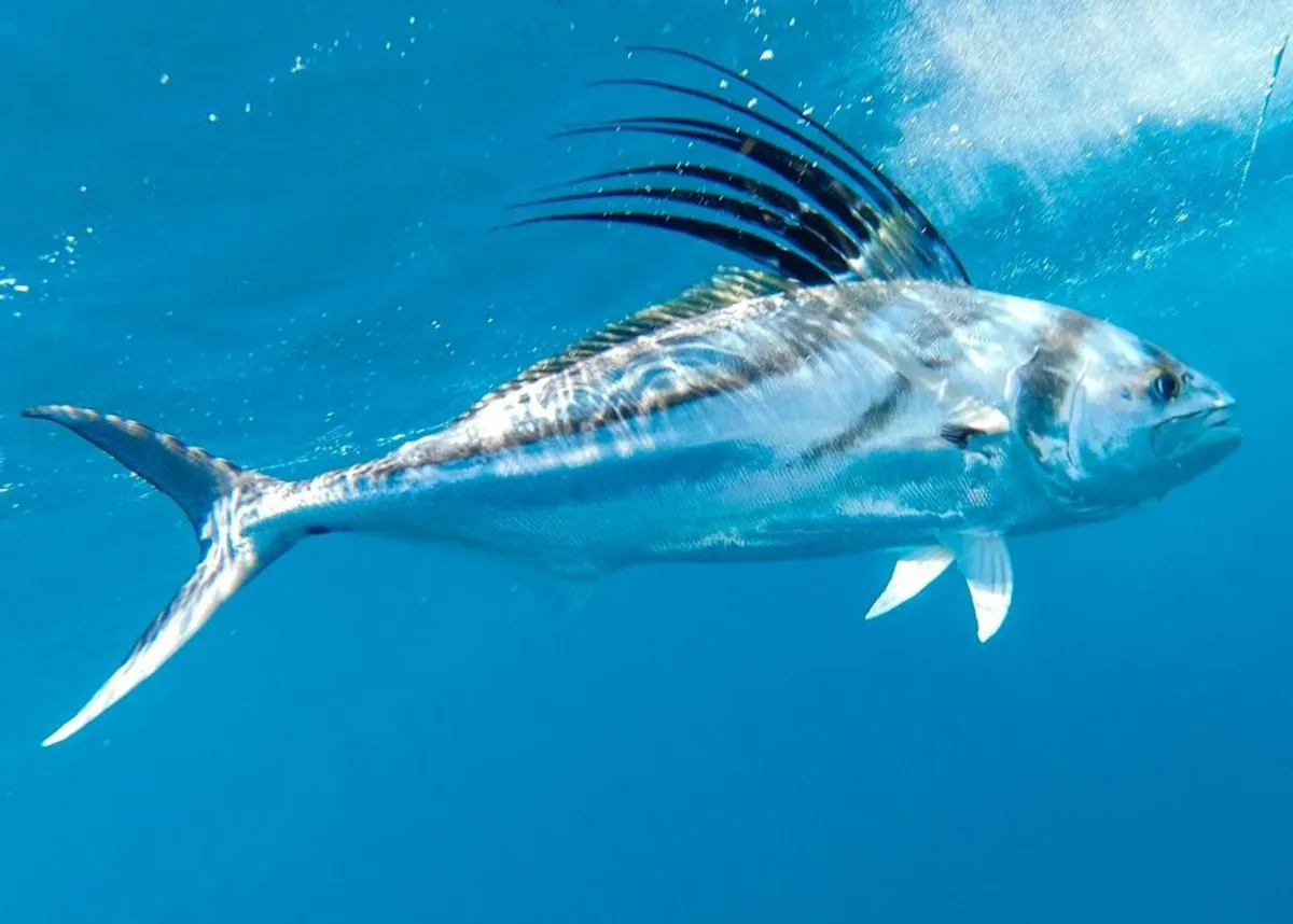 Pesca de pez gallo (roosterfish) en Costa Rica: temporada, mejores lugares y cómo capturarlo (2026)