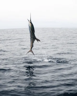 Sport fishing expedition